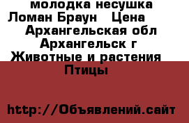 молодка-несушка Ломан Браун › Цена ­ 600 - Архангельская обл., Архангельск г. Животные и растения » Птицы   